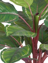 Калатея Розеопикта Грин куст зелёный с бело-розовым в-52 см (Sensitive Botanic) 6/72