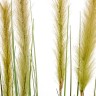 Трава Осока Элеганс куст в-120 см д-25 см с зелёными султанами 2/2