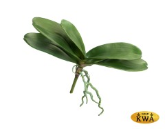 Листья Орхидеи Фаленопсис большие д-38 см с корнями (5 листов в-14 см) 12/36
