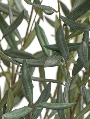 Оливковое деревце в керамическом кашпо в-85 см 1/1