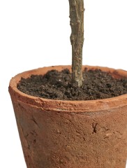 Оливковое деревце в керамическом кашпо в-85 см 1/1