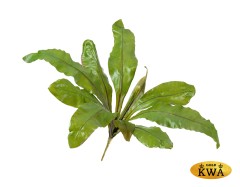 Асплениум Натуральный куст д-70, в-30 см (Sensitive Botanic) 12/48