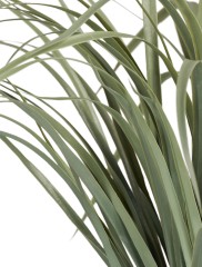 20.0224070GG Лемонграсс трава припыленно-зелёная в горшке в-60 см 12/12