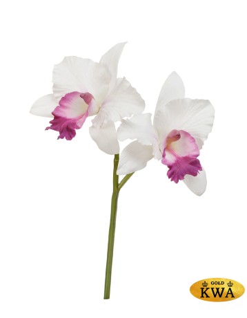 Орхидея Каттлея белая с тёмно-розовым язычком в-29 см 2 цв по 12 см 12/96