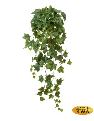 Английский плющ Биг Олд Тэмпл крупнолистный зелёный в-60 см (Sensitive Botanic) 6/48