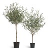 Оливковое дерево Топиари Нэйчерел (Серия Prime) в-130 см 1/1