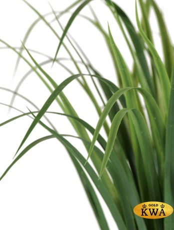 20.0224070N Лемонграсс трава зелёная в горшке в-60 см, д-70 см 4/12