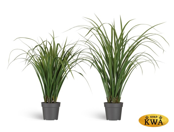 20.0224070N Лемонграсс трава зелёная в горшке в-60 см, д-70 см 4/12