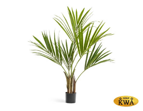 Пальма Кентия (Ховея) 120 см 2/2