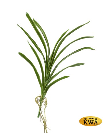 Листья орхидеи Ванды с корнями в-40 см 12/72