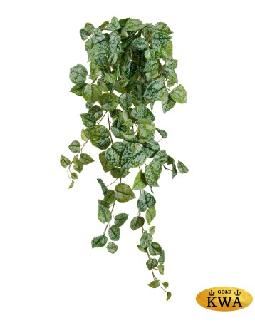 Сциндапсус Пиктус серебристо-зелёный Гигант в-170 см (Sensitive Botanic) 4/16