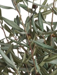 Оливковое дерево Топиари в-145 см 1/1