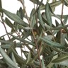 Оливковое дерево Топиари в-145 см 1/1