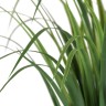Лемонграсс трава высокая зелёная в горшке в-85 см 4/8