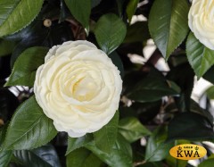 Камелия на штамбе кремовая 130 см 2/2