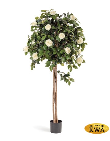 Камелия на штамбе кремовая 130 см 2/2