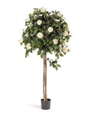 Камелия на штамбе кремовая 130 см 2/2