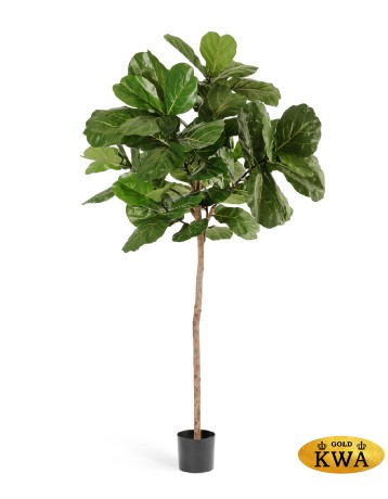 Фикус Лирата Style на штамбе в-220 см 2/2