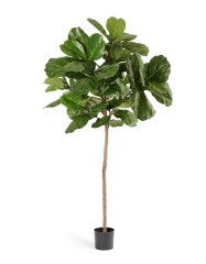 Фикус Лирата Style на штамбе в-220 см 2/2