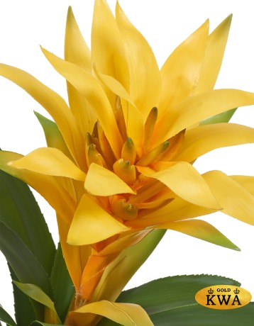 ХХХГусмания желтая большая в-40, д-55 см 8/32