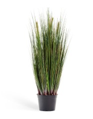 Трава Осока куст в-90 см с зелёными султанами 2/2
