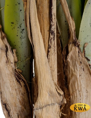 Пальма Арека Катеху де Люкс в-190 см 5 стволов 39 листов (Sensitive Botanic) 2/2