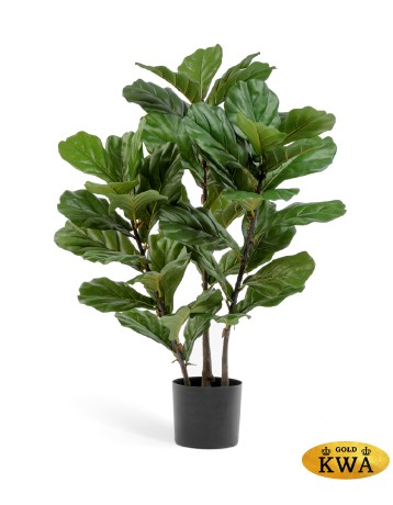 Фикус Лирата куст на стволах в-95 см 2/2