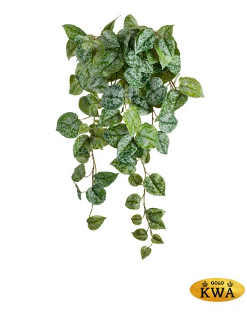 Сциндапсус Пиктус серебристо-зелёный в-60 см (Sensitive Botanic) 6/48