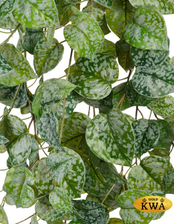 Сциндапсус Пиктус серебристо-зелёный в-60 см (Sensitive Botanic) 6/48