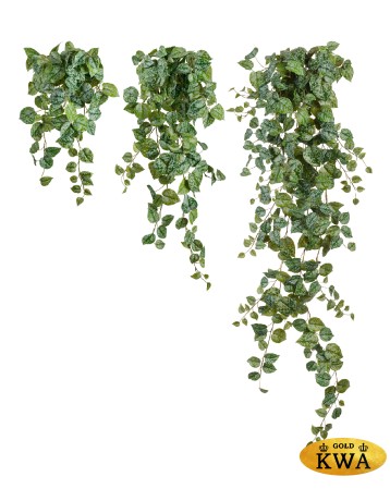 Сциндапсус Пиктус серебристо-зелёный в-60 см (Sensitive Botanic) 6/48