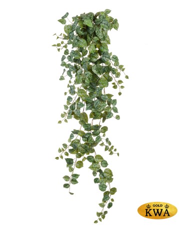 Сциндапсус Пиктус серебристо-зелёный в-60 см (Sensitive Botanic) 6/48