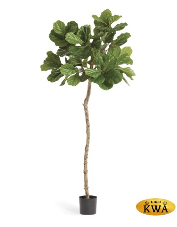 Фикус Лирата штамбовый M-Style в-180 см, д-90 см 2/2
