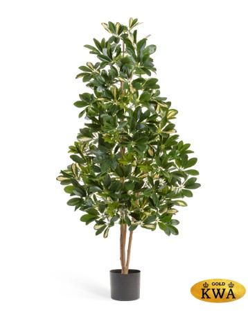 Шеффлера натуральная пёстрая 170 см 2/2