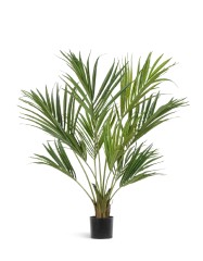 Пальма Кентия (Ховея) де Люкс в-140 см 2/2