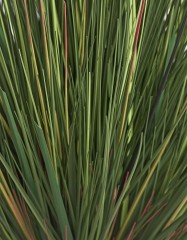 Трава Осока Горная куст в-70 см 2/4