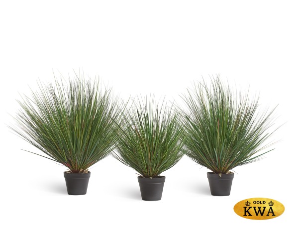 Трава Осока Горная куст в-70 см 2/4