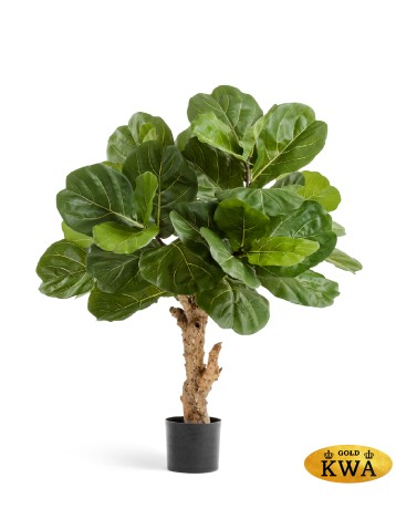 ФикуФикус Лирата Форест в-115 см д-90 см  2/2