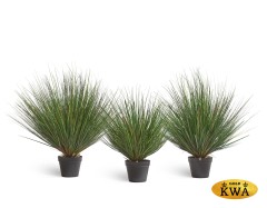 Трава Осока Горная куст в-60 см 2/4