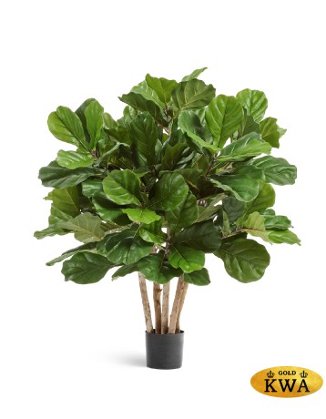 Фикус Лирата Гранд куст многоствольный в-95 см, д-80 см