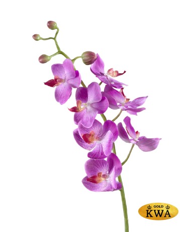 Орхидея Фаленопсис Элегант светло-фиолет в-70 см 7 цв,4бут 12/84