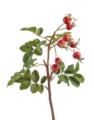 Шиповник с оранжевыми ягодами 53 см 12/72