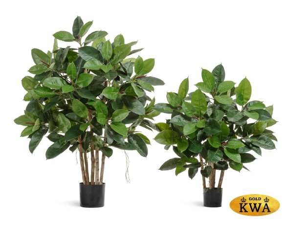 Фикус Эластика куст зеленый в-120 см, ш-90 см  2/2