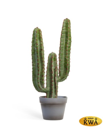 Кактус Цереус Мексиканский в-200, д-30 см 1/1