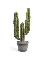 Кактус Цереус Мексиканский в-200, д-30 см 1/1