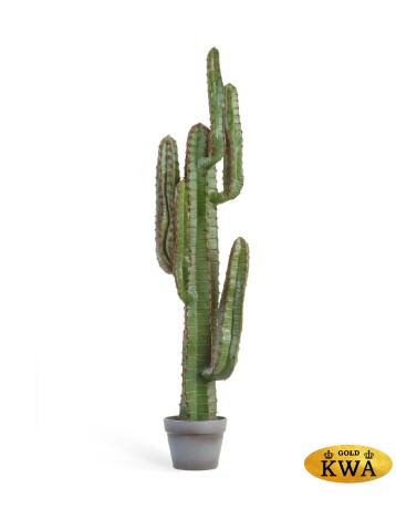 Кактус Цереус Мексиканский в-200, д-30 см 1/1