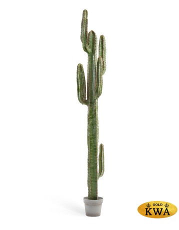 Кактус Цереус Мексиканский в-200, д-30 см 1/1