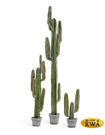 Кактус Цереус Мексиканский в-200, д-30 см 1/1