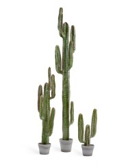 Кактус Цереус Мексиканский в-200, д-30 см 1/1