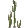 Кактус Цереус Мексиканский в-200, д-30 см 1/1