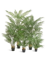 Пальма Арека Форест 200 см (34 ветки) 1/1